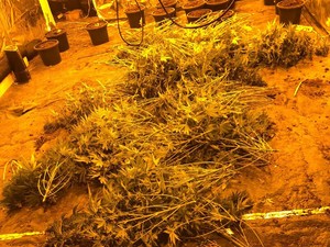 ścięte krzaki marihuany