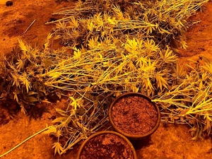 ścięte krzaki marihuany