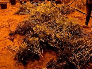 ścięte krzaki marihuany