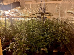 plantacja marihuany