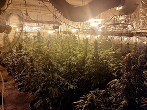 plantacja marihuany
