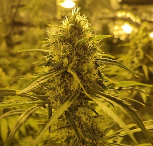 „Rodzinna” plantacja konopi zlikwidowana przez policjantów