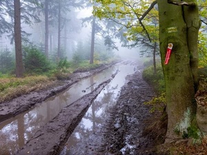droga w lesie, błoto