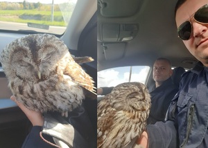 Ząbkowiccy dzielnicowi pomogli rannemu puszczykowi