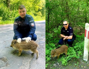 dwa ujęcia, na jednym policjant przy drodze przy pasie zieleni , umundurowany przed nim warchlak, na drugim policjant umundurowany w okularach przeciwsłonecznych przed nim warchlak