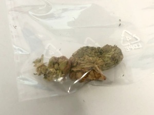 marihuana w foliowym woreczku