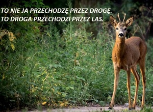 Uwaga na dzikie zwierzęta na drodze!