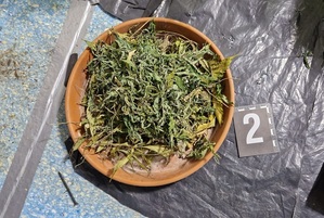 suszona marihuana