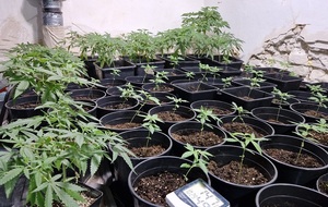 „Przedsiębiorczy” 39-latek założył domową plantację marihuany