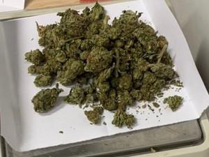 susz roślinny-marihuana leżąca na wadze