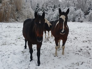 konie na poboczu, śnieg
