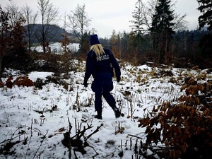 policjanci umundurowani w lesie zimą, szkolenie z poszukiwania osób zaginionych