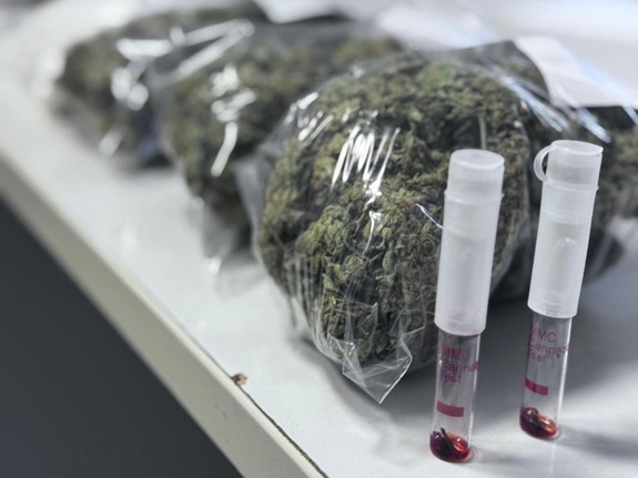 marihuana na stole w workach