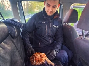 ranna sowa, policjanci udzielili pomocy